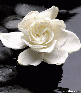 Photo of write your name on white flower