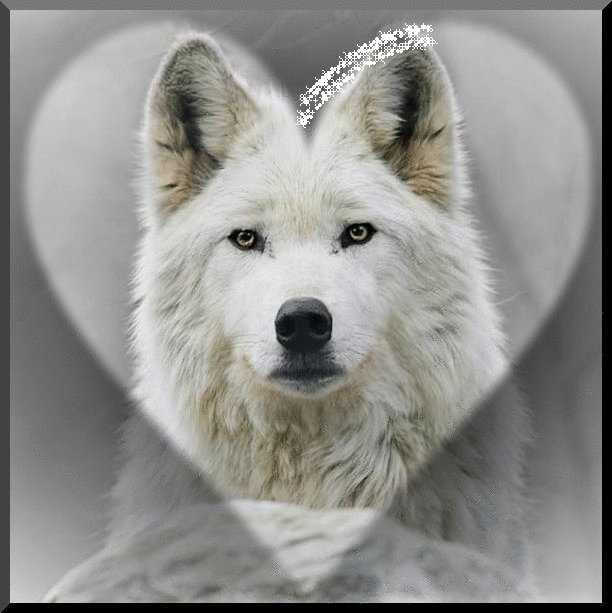 Photo of love wolf