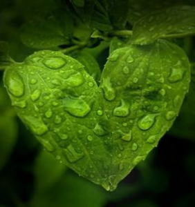 Natural heart