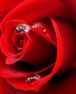 deepredrose
