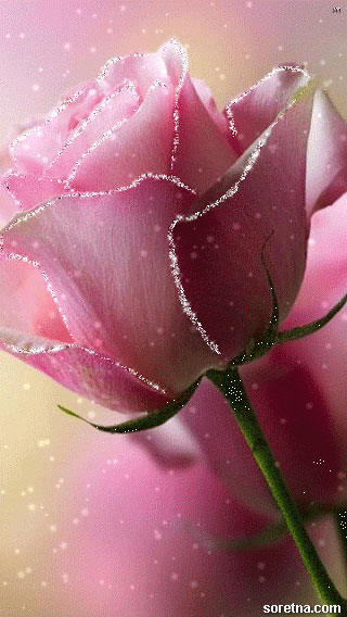 Photo of write your name on gif beautiful rose