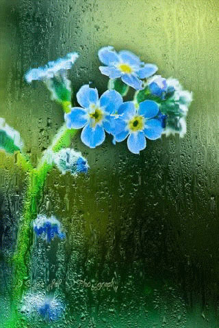 Photo of write your name on rain and flowers gif