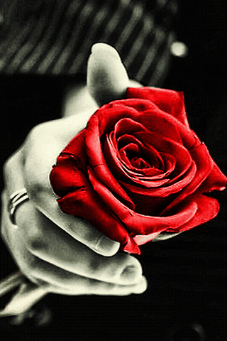 Red animated rose for you - Write any name on happy Ugadi