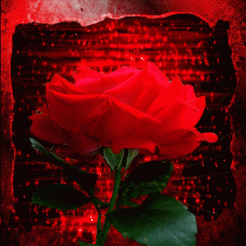 Rose Animation deep red - kannada good night photo