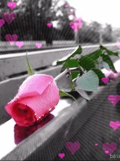 Roses - photo frames editing for couples romantic frame