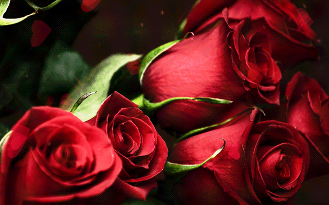 lovely red animated roses - family love photo frame