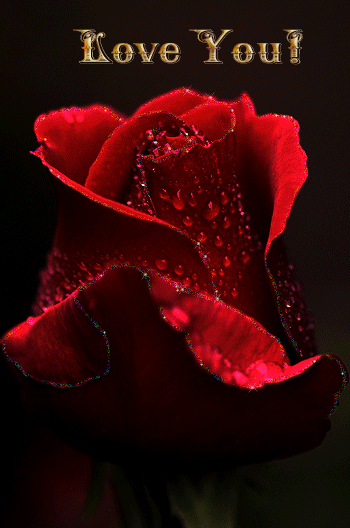 rose flower - i love you in other words photo
