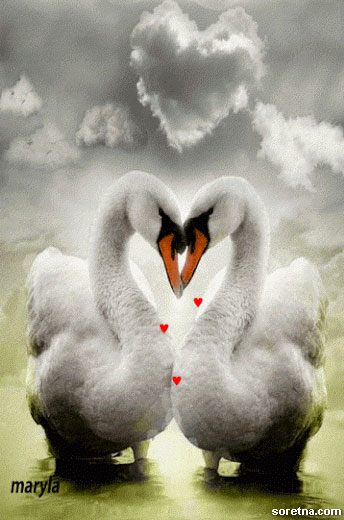 Photo of write your names on swan lovers gif photo