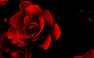 write ur name on red rose