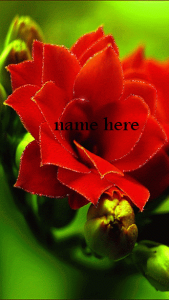 Photo of write name on romantic red flower