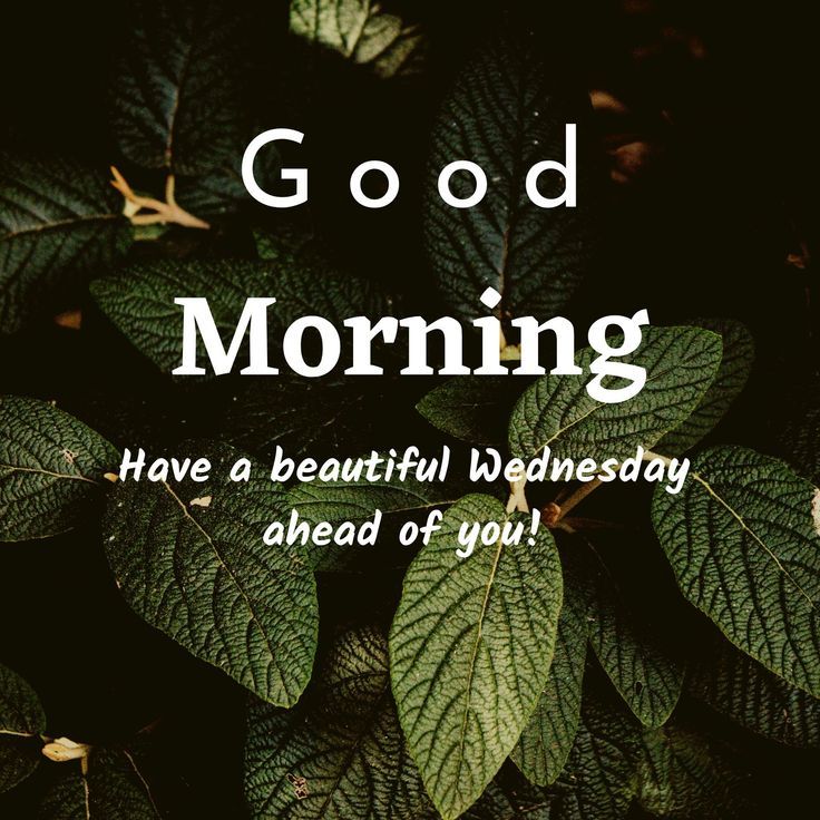 good morning I wish you a nice Wednesday - good morning I wish you a nice Wednesday
