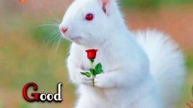Photo of good morning photo rabbit holding a flower