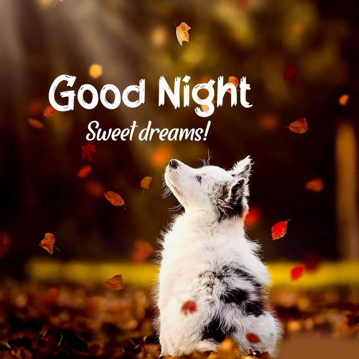good night have a sweet dreams photo - good night have a sweet dreams photo