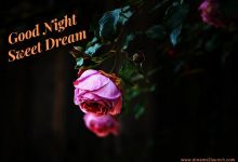 good night my princess photo 220x150 - write your name on lovely bear gif pictures