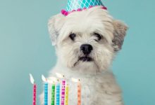 dog birthday cake photo 220x150 - i love you quotes for wife photo