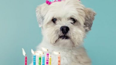 Photo of dog birthday cake photo