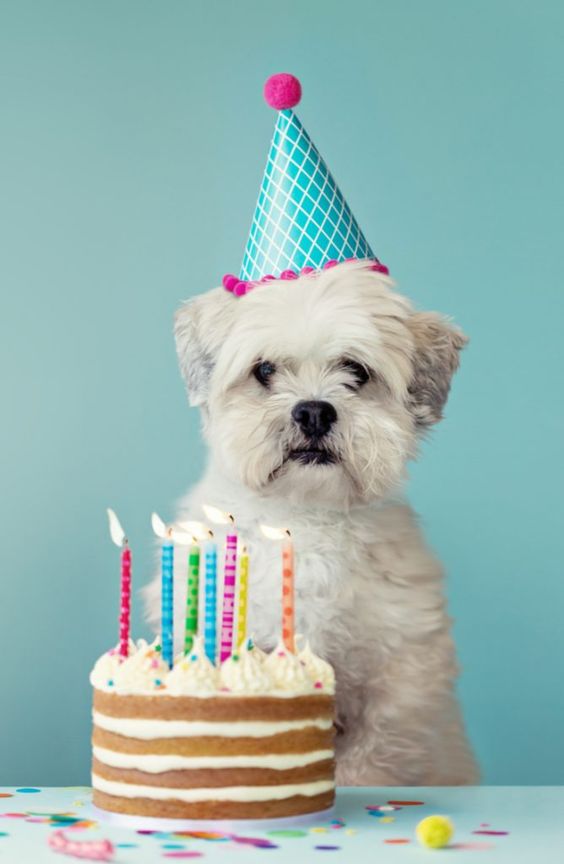 dog birthday cake photo - dog birthday cake photo